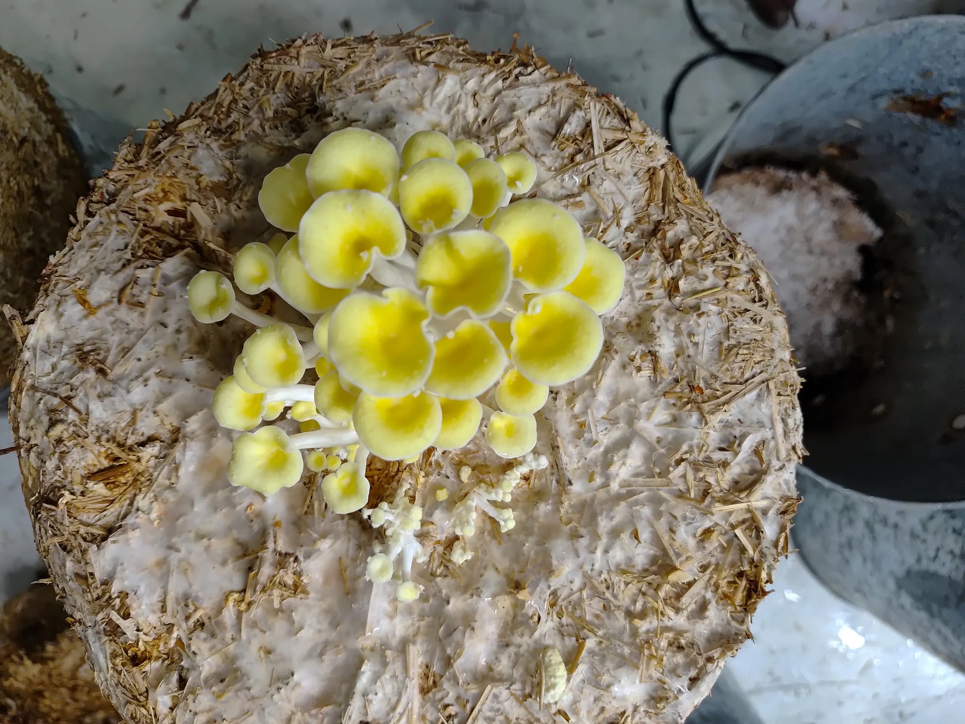 Developing fruiting bodies of Pleurotus citrinopileatus (Golden Oyster) mushrooms with vibrant yellow caps growing in clusters