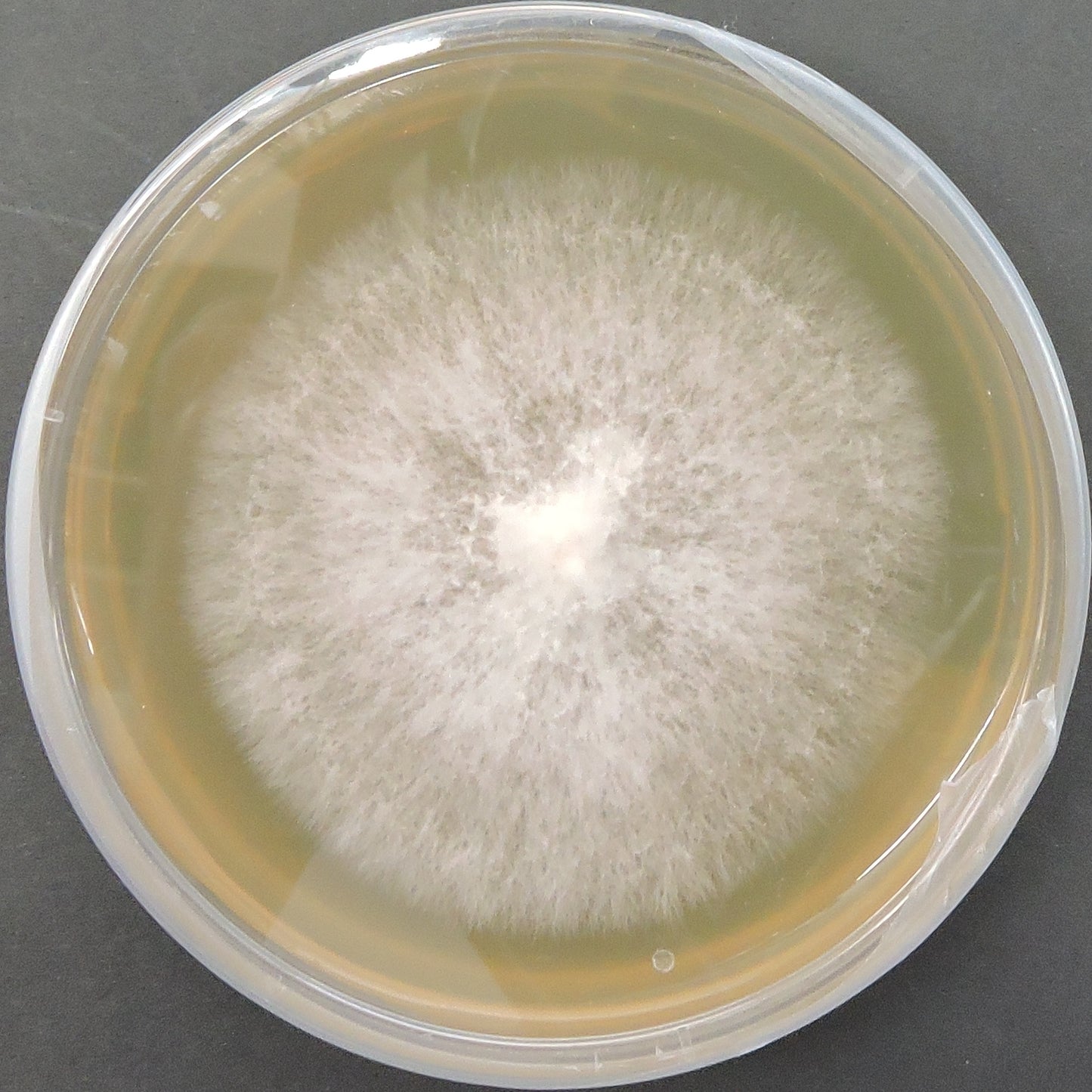 Pleurotus citrinopileatus Golden Oyster mushroom culture on agar – fast-growing commercial yellow strain.