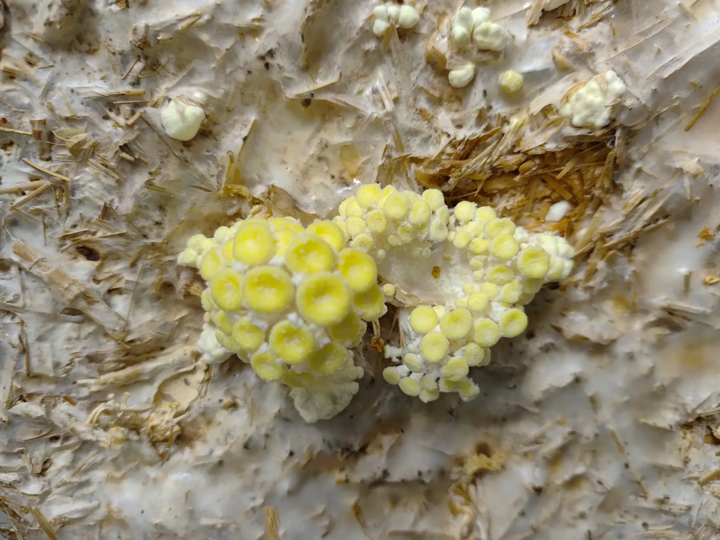 Close-up of Pleurotus citrinopileatus (Golden Oyster) mushroom primordia forming on substrate, showing early stage of fruiting body development
