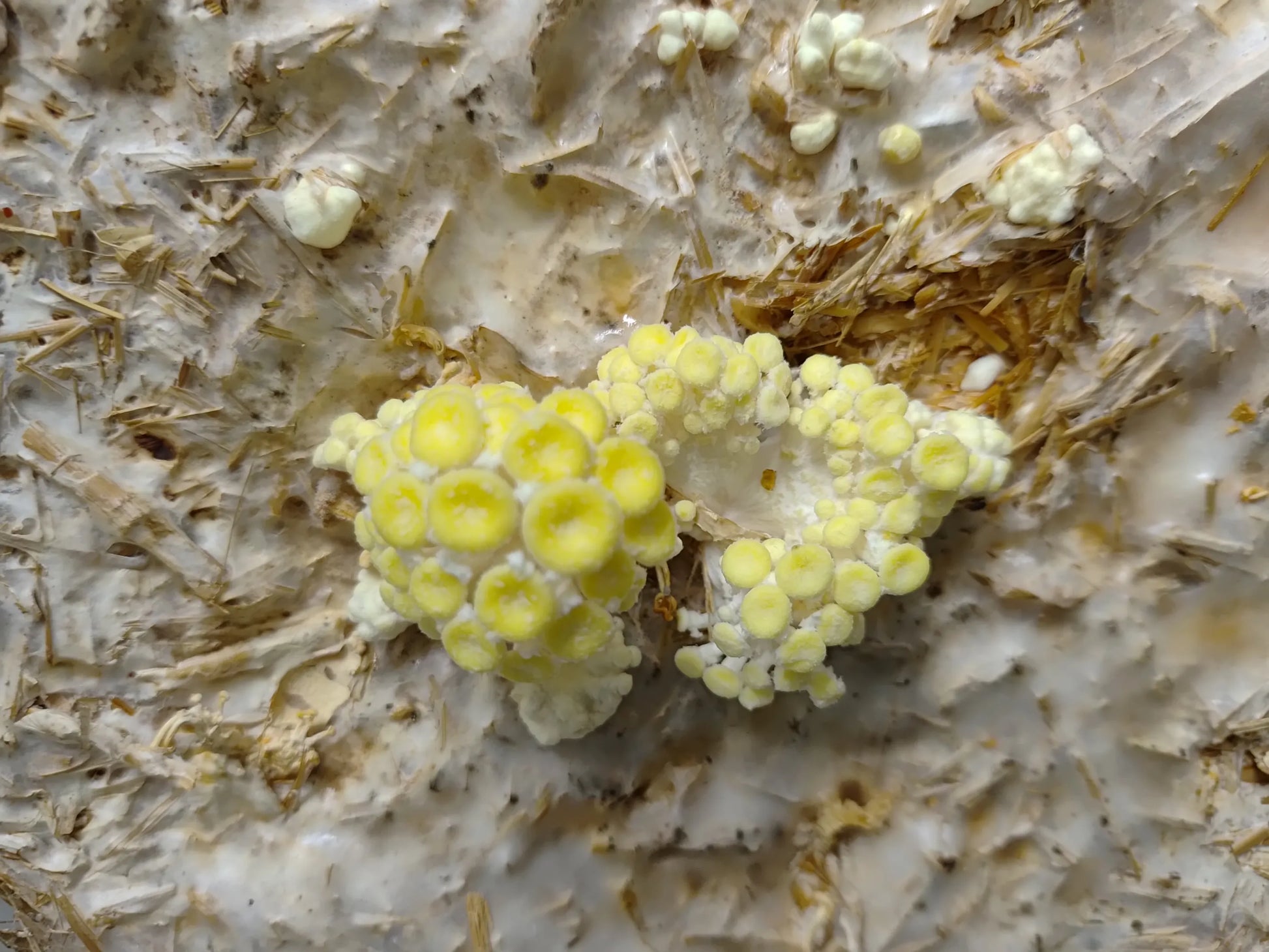 Close-up of Pleurotus citrinopileatus (Golden Oyster) mushroom primordia forming on substrate, showing early stage of fruiting body development